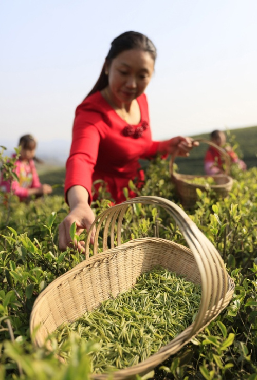 3月27日，四川省邻水县御林龙须茶叶合作社的茶农在采摘“龙须茶”的嫩芽。新华社发（邱海鹰 摄）