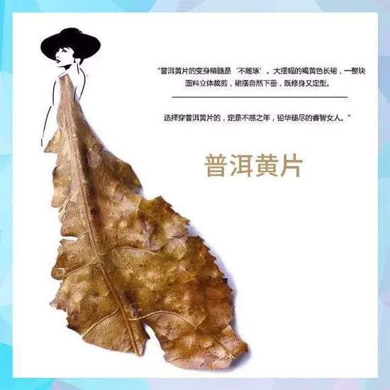 茶叶时装片