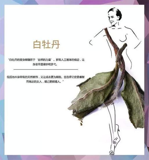 茶叶时装片