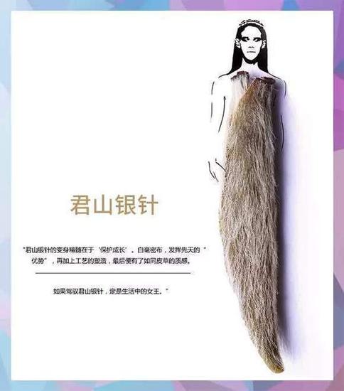 茶叶时装片